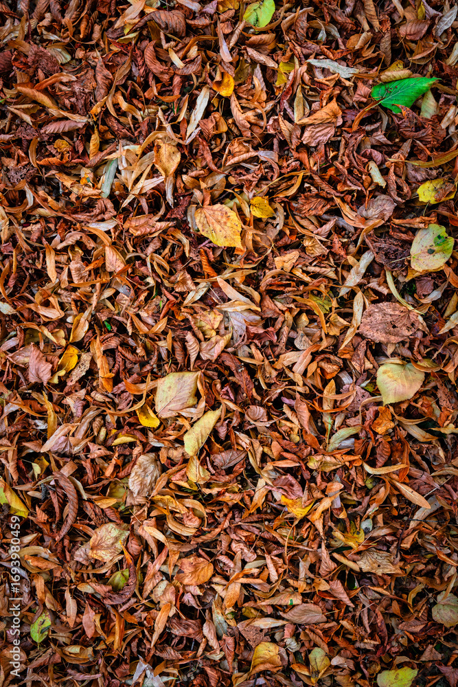 Fototapeta premium Herbstlaubmuster