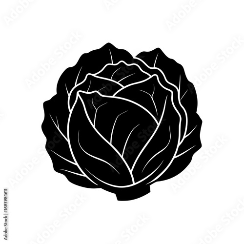 Illustration of a leafy head of cabbage on transparent background silhouette