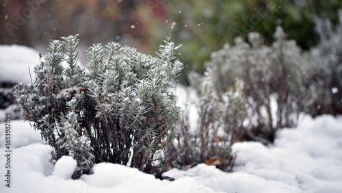 snow on green leaves lavender. Green bushes covered with white snow in a winter frosty park. A bed of green plants under a continuous layer of pure white snow. late autumn or early spring