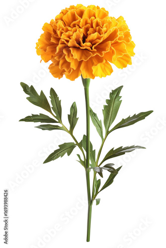 Vibrant yellow marigold flower isolated against a clean transparent background for creative designs