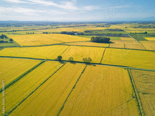 Aerial view photo, taken by a drone, of the paddy fields ready to be harvested in Lomellina, northern Italy. Lomellina is a countryside area between Piedmont and Lombardy Regions (Northern Italy).