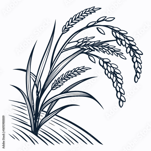 Golden ears of wheat on a clean white background, a simple nature illustration