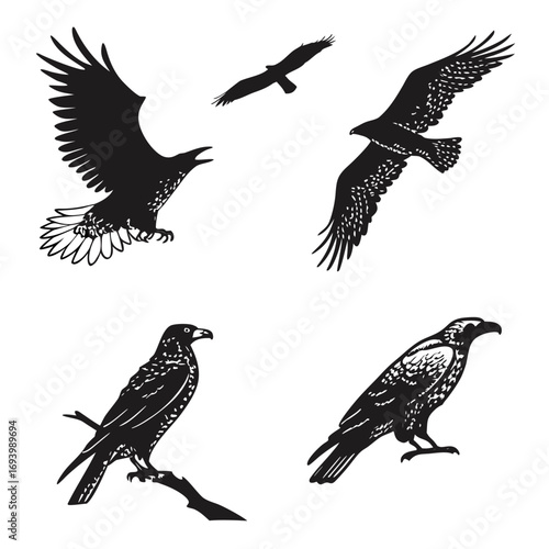 Four black bird silhouettes in flight and perched eagle hawk