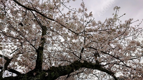 cherry blossom in spring