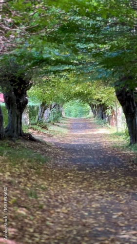 A narrow path in the woods
