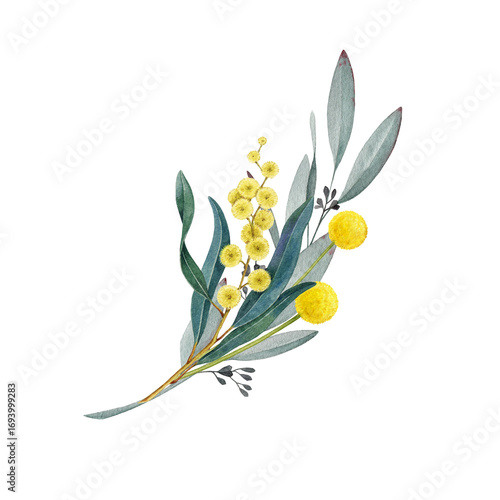 Australia native flowers elegant floral decor on white background. Vintage style watercolor illustration. Australian flora decoration design element from golden wattle, billy buttons, gum tree leaves