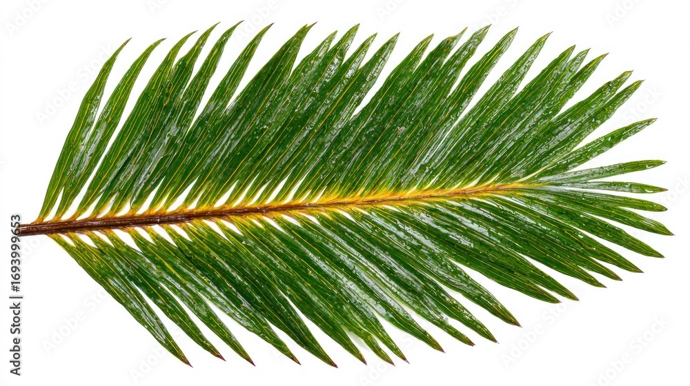 Naklejka premium Bright green sprig with needle-like leaves radiating from a central stem, isolated on a white background
