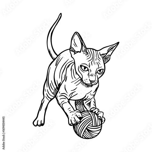 A playful hairless Sphynx cat interacts with a ball of yarn. The cat has distinct wrinkles and large ears, showcasing its unique appearance.