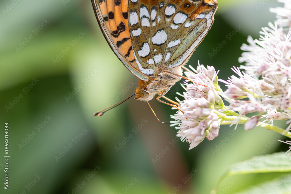 Obraz premium 高原で見かけた蝶をマクロレンズで撮影