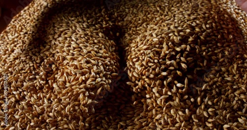 Slow Motion Close-Up Of Farmer Hand Moving Barley Grains In A Heap, Organic Agriculture Harvest Scene, Natural Cereal Crop For Bread, Beer, Whiskey, Sustainable Brewing And Healthy Nutrition 