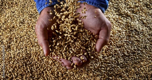 Slow Motion Close-Up Of Farmer Hands Holding And Pouring Barley Grains, Organic Harvest Agriculture Scene, Natural Food Ingredient For Bread, Beer, Whiskey, Sustainable Brewing And Healthy Nutrition 