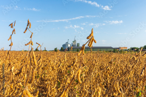 Golden soybean field with silos and processing facilities under a clear sky during late afternoon harvest season