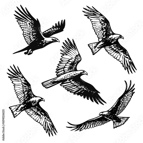 Five black eagles in flight with detailed feathers bird flying