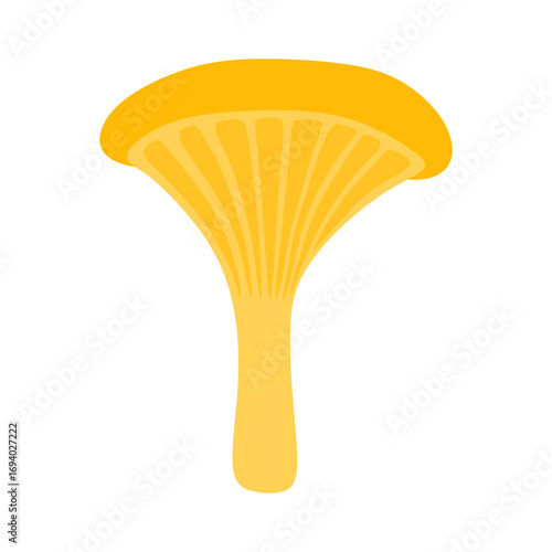 chanterelle mushroom vector illustration