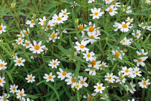 Kradum Ngein in Thai or Plains blackfoot Flower in English, contrast color of nature with white, green and orange in depth of field space background, plants