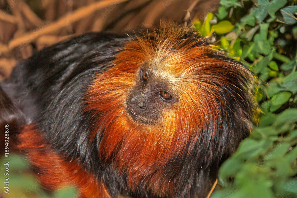 Obraz premium Tamarin lion à tête dorée en gros plan 