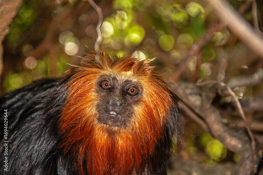 Fototapeta premium Tamarin lion à tête dorée en gros plan 