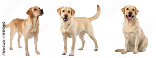 Labrador retriever dog trio showcasing various poses and expressions, highlighting playful demeanor, friendly nature, and joyful personality in a bright, clean studio environment