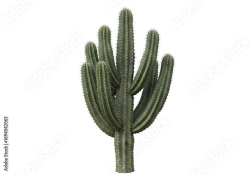 Majestic Saguaro Cactus Desert Plant Southwestern Flora Botanical Illustration on transparent background