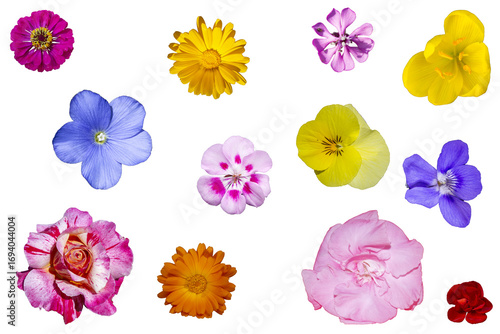 Fondo de flores de colores
