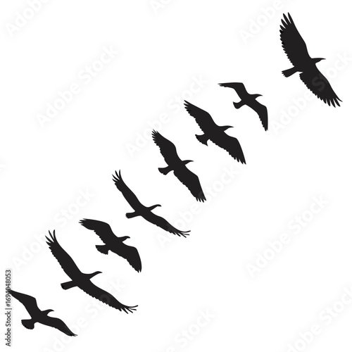 Birds flying in formation silhouette flock