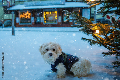 Portrait of a funny maltese dog at snow on the winter. Cute pet family puppy.