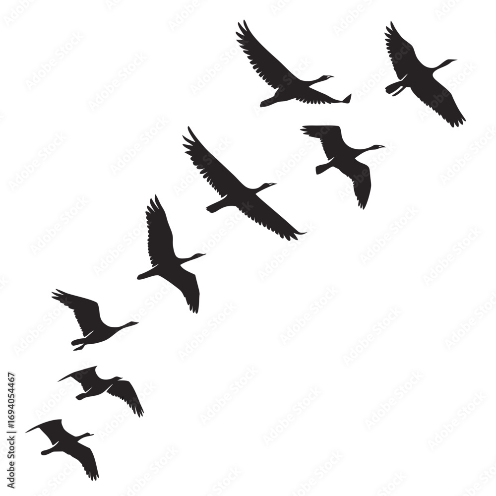 Obraz premium Geese flying in formation birds silhouette