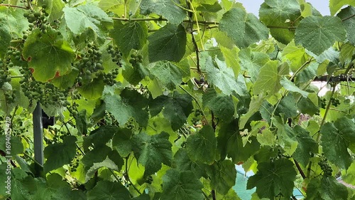 Rain falls on the vineyards