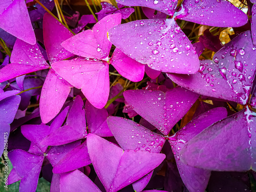 Background with leaves of the Oxalis Triangularis plant