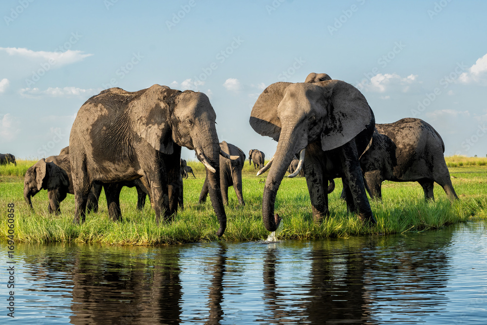 Fototapeta premium Elephants eating and drinking at the Chobe river between Namibia and Botswana in the afternoon seen from a boat.