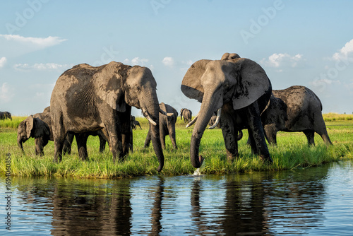 Photography Elephants eating and drinking at the Chobe river between Namibia and Botswana in the afternoon seen from a boat