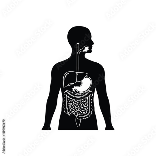 Human Digestive System An Anatomical Illustration of the Digestive Tract