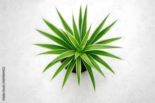 Top view of young Spider Plant or Chlorophytum bichetii (Karrer) Backer plant is growing in brown pot isolated on white background 