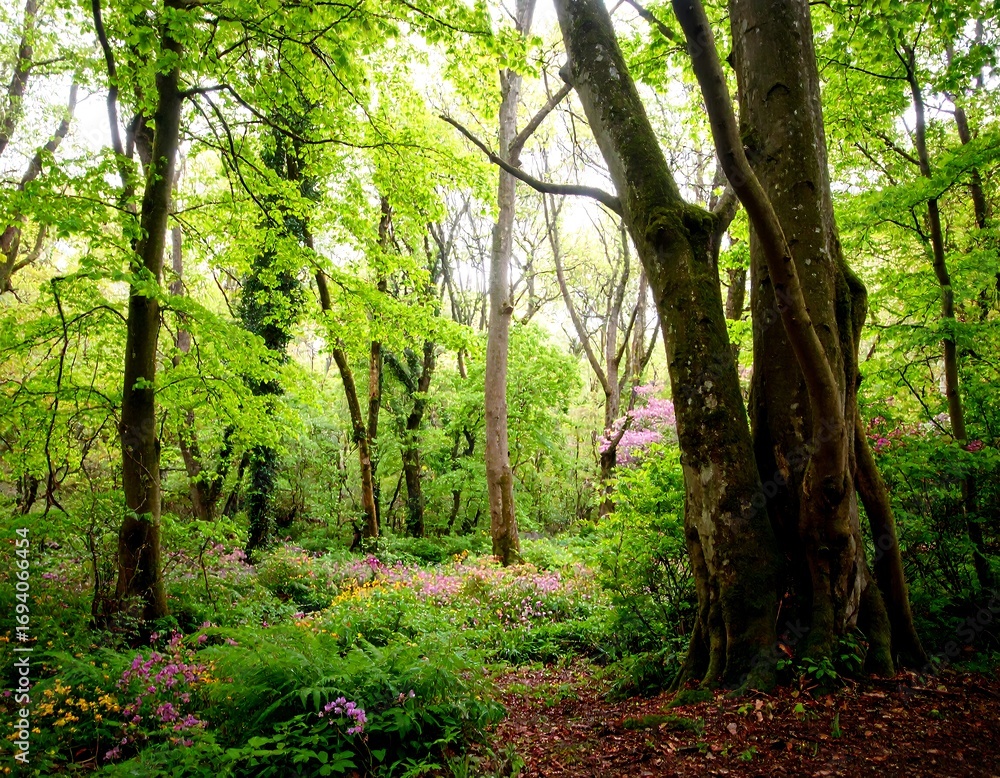 Obraz premium Lush forest floor bathed in sunlight (1)