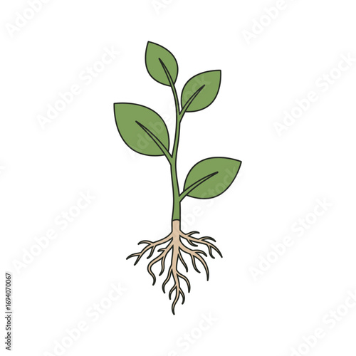 Illustration of a young plant with green leaves and visible roots, isolated on a white background.