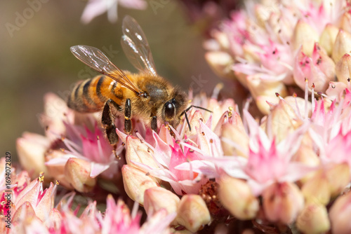 Close-up of a Honey bee on Sedum 'Matrona'