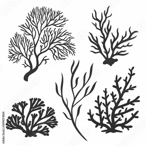Black coral and seaweed silhouettes marine life ocean