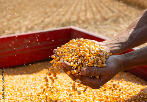 Farmer`s Hands Holding Harvested Grain Corn.