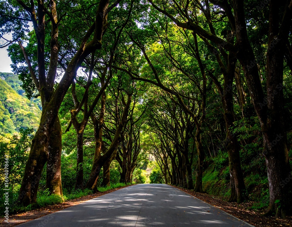 Naklejka premium Lush forest road