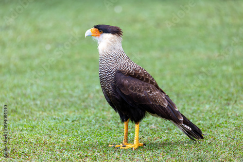 Принти на полотні Crested caracara (Caracara plancus), bird of prey (raptor) in the falcon family, Falconidae
