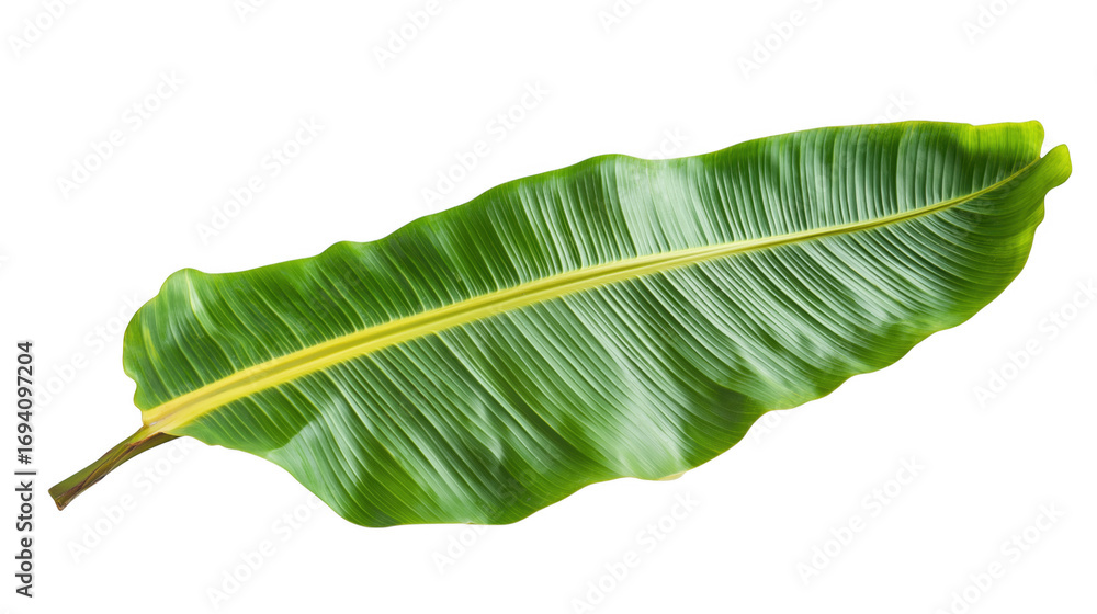 Fototapeta premium Close up studio shot of a vibrant green banana leaf with a transparent background