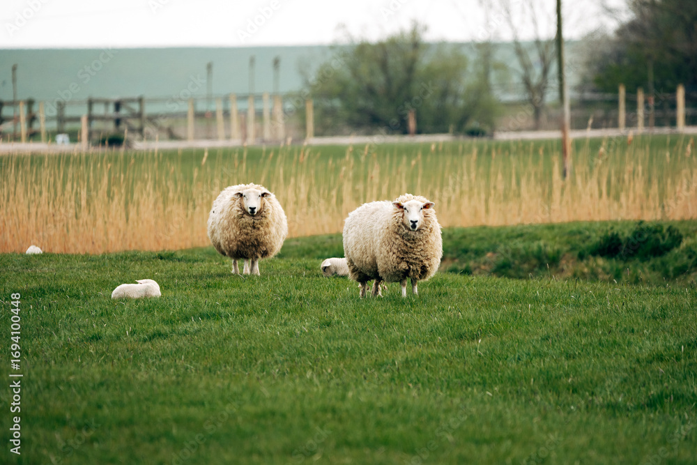 Fototapeta premium Sheep on a Meadow