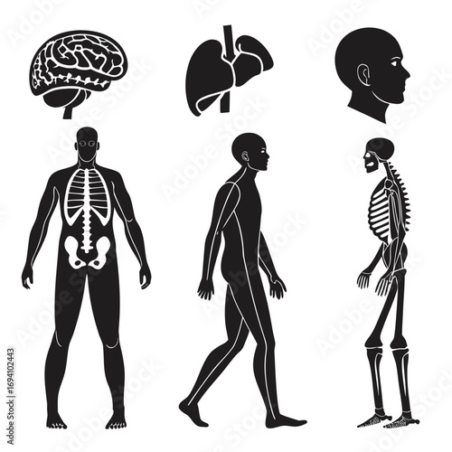 Human anatomy brain liver head full body skeleton head profile
