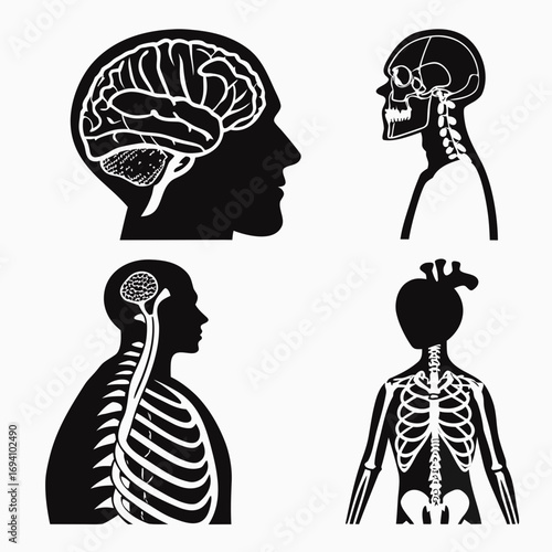 Human anatomy brain skull spine ribcage vector