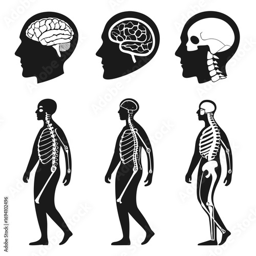 Human anatomy brain skull skeleton silhouettes vector