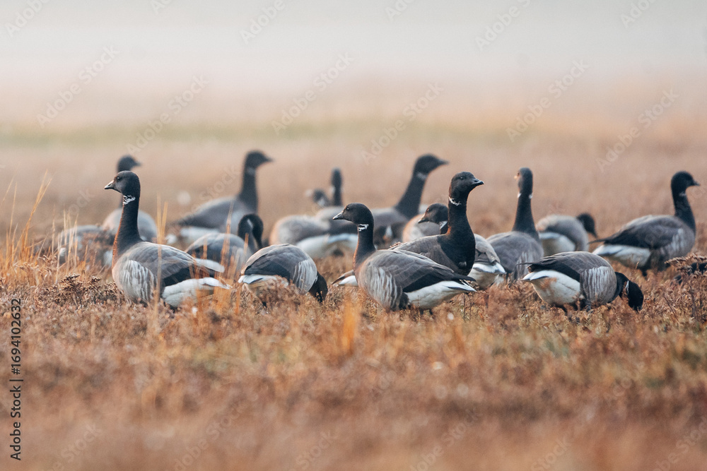 Fototapeta premium Barnacle goose on the coast