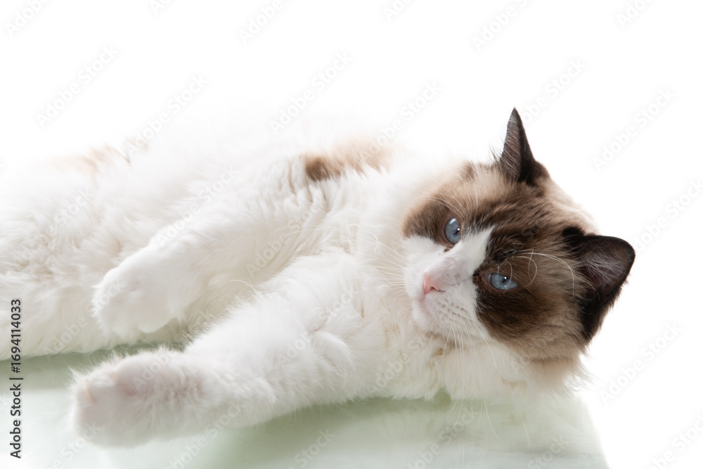 Fototapeta premium Elegant and fluffy ragdoll posing in a photo studio