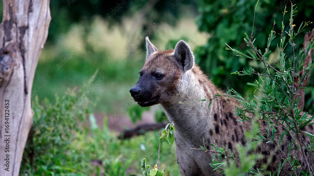 Obraz premium Spotted hyenas in the African bush