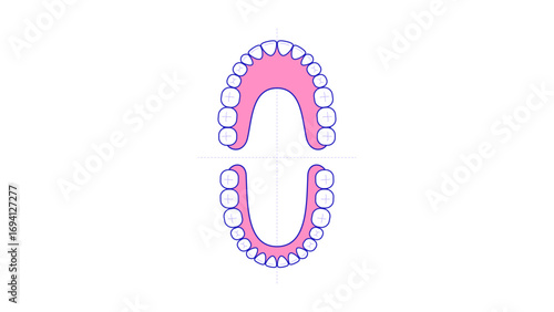 Teeth vector permanent stage chart upper and lower illustration