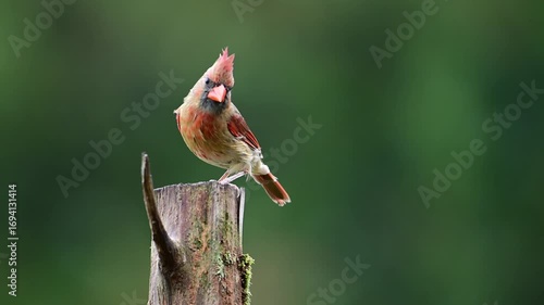 Female Cardinal perching on a Cedar post near farm in Mt. Gilead